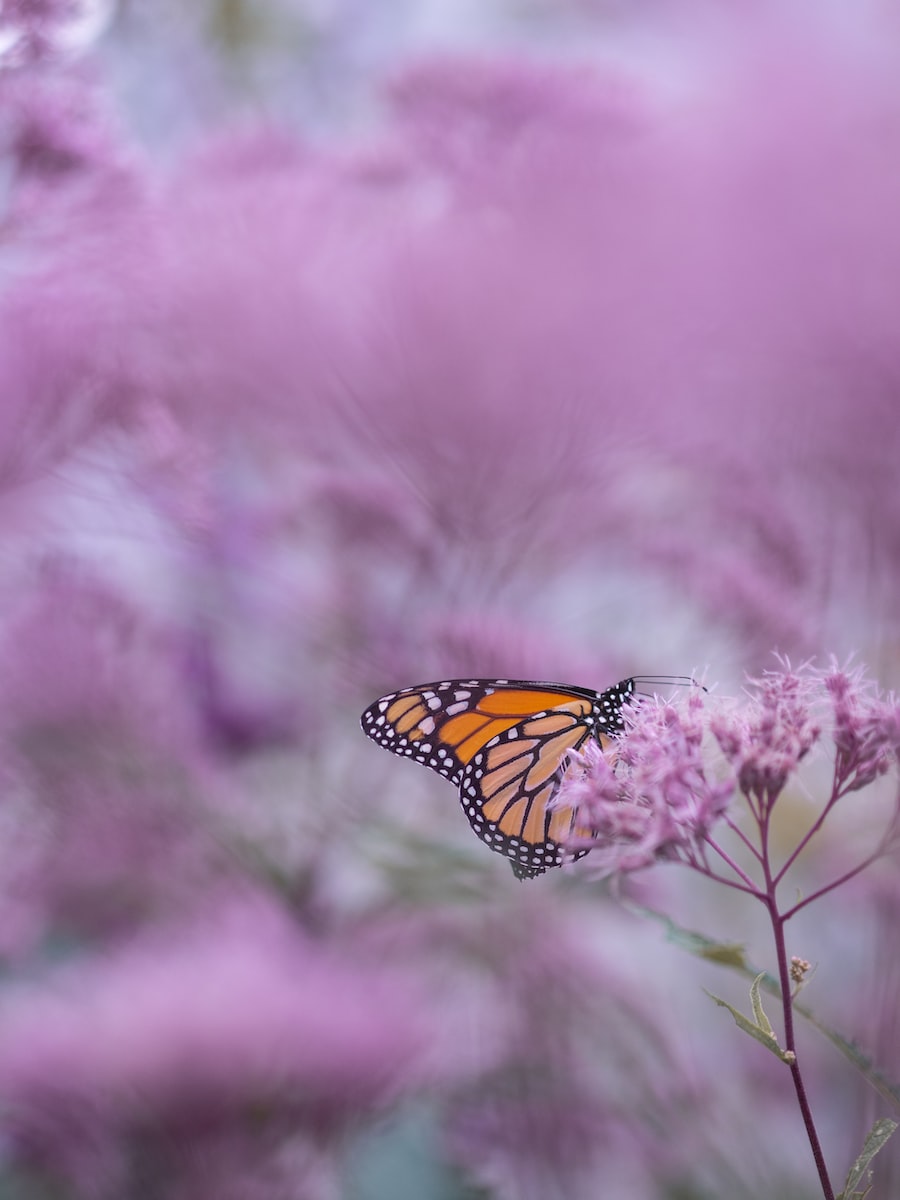 brown and white butterfly on purple petaled flower
