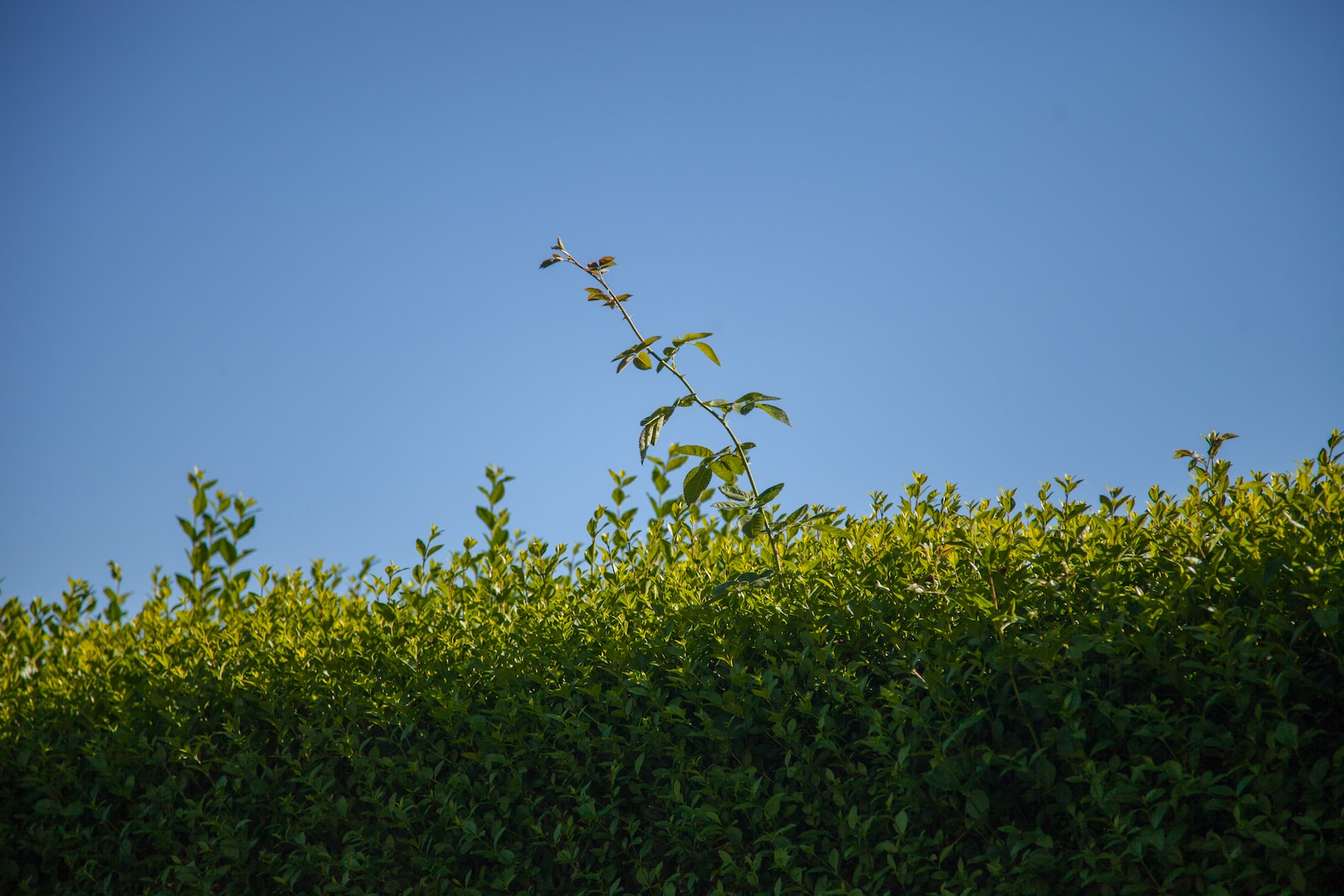Photo by Dim Hou green plants during daytime