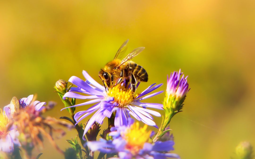 « Les abeilles »